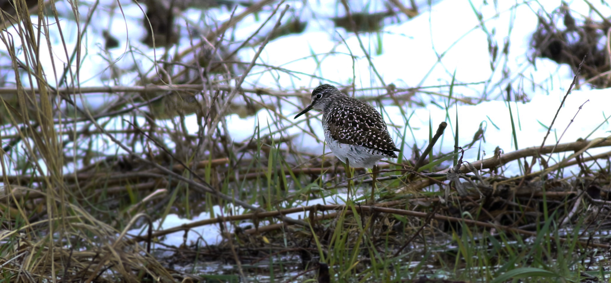 Marsh Sandpiper